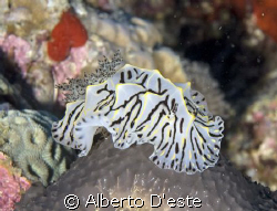 Hurghada - Red Sea - Nikon D70S, 105 macro Ikelite DS160 by Alberto D'este 